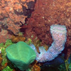 Brightly colored sponges and coral at Roatan, Honduras by Gary Schlei 